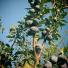 Azienda agricola